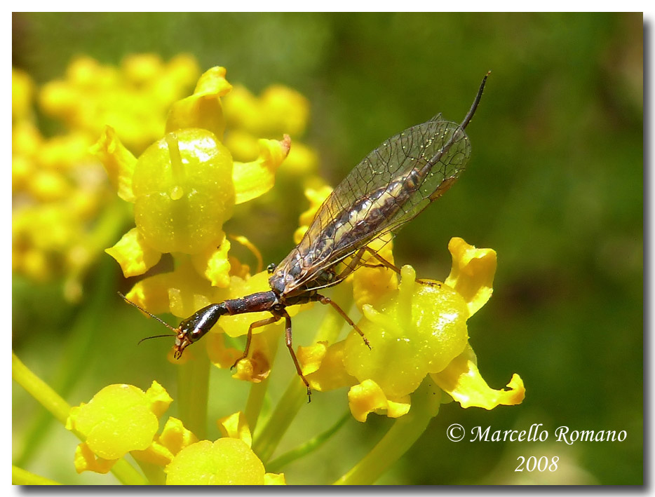Xanthostigma corsicum su infiorescenze di Cachrys ferulacea